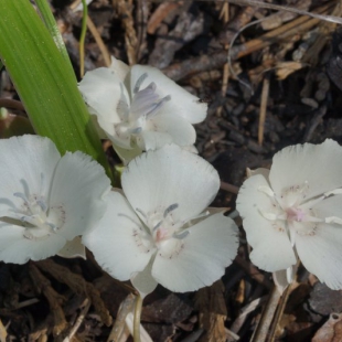 Calochortus minimus